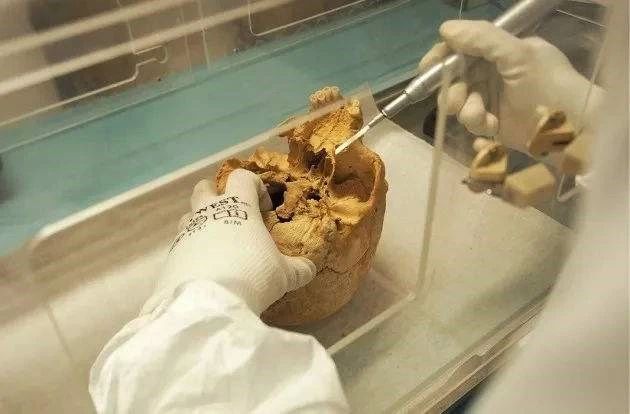 骨骼檢材DNA提取方法大PK